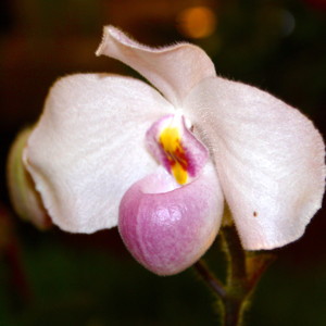 Paphiopedilum-delenatii Guillaumin